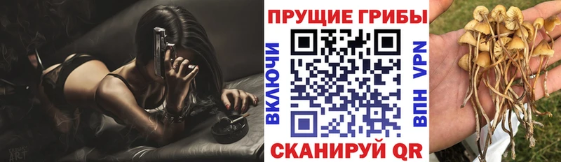 Псилоцибиновые грибы GOLDEN TEACHER  Апшеронск 